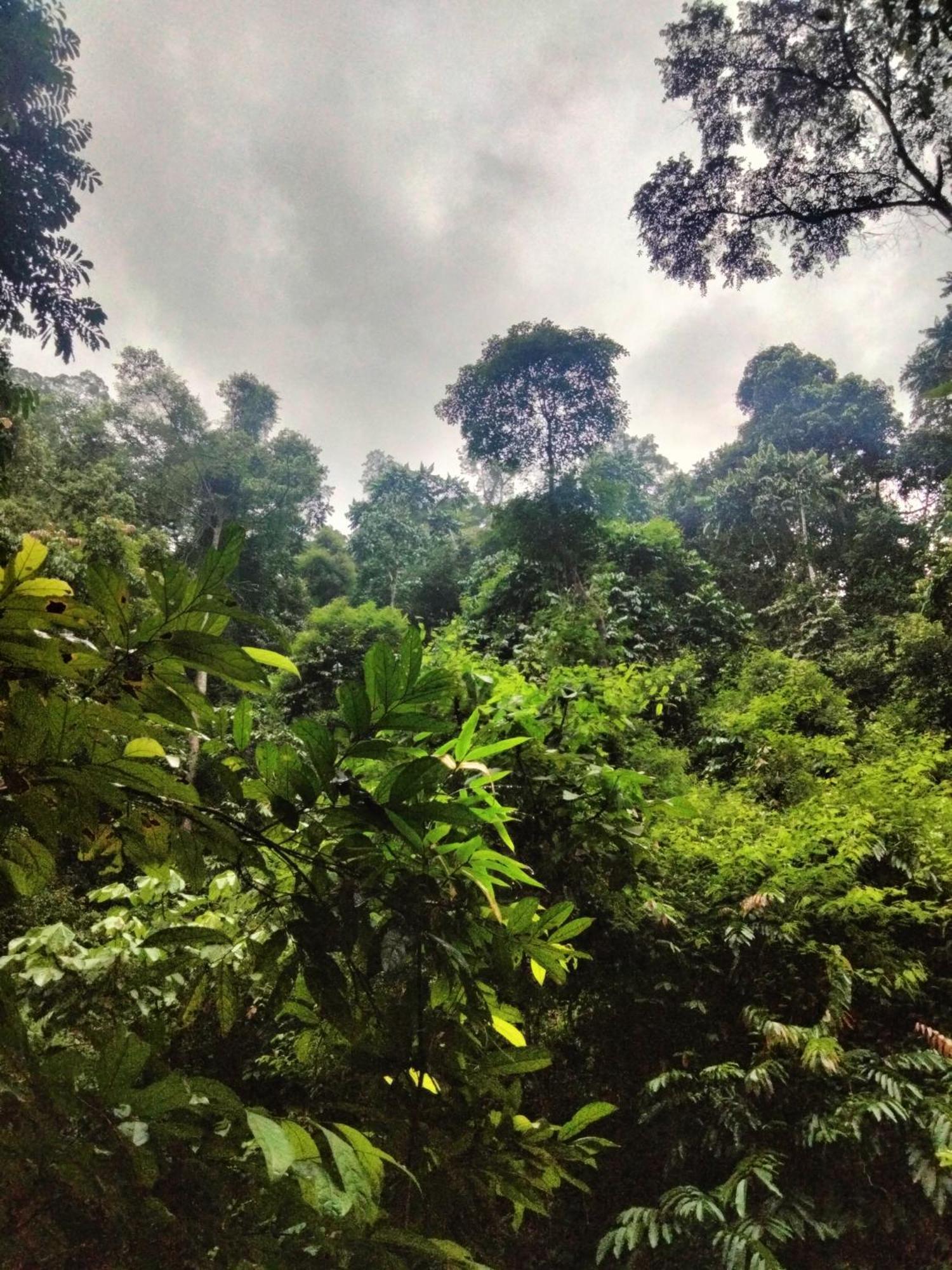 Wisma Batu Mandi Bukit Lawang Exterior foto
