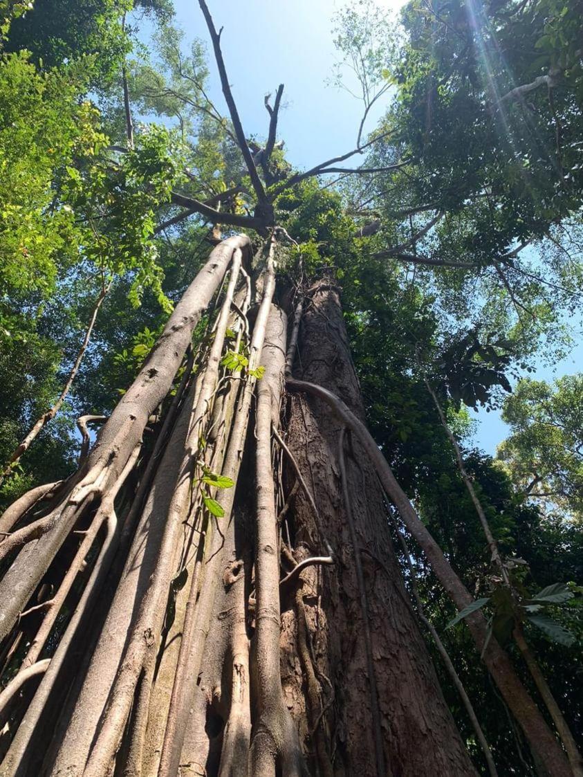 Wisma Batu Mandi Bukit Lawang Exterior foto